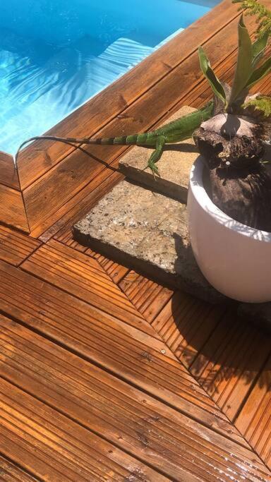 Banana Ecolodge Appartement *